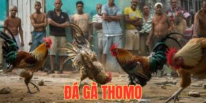 Tổng Quan Về Bộ Môn Đá Gà Thomo